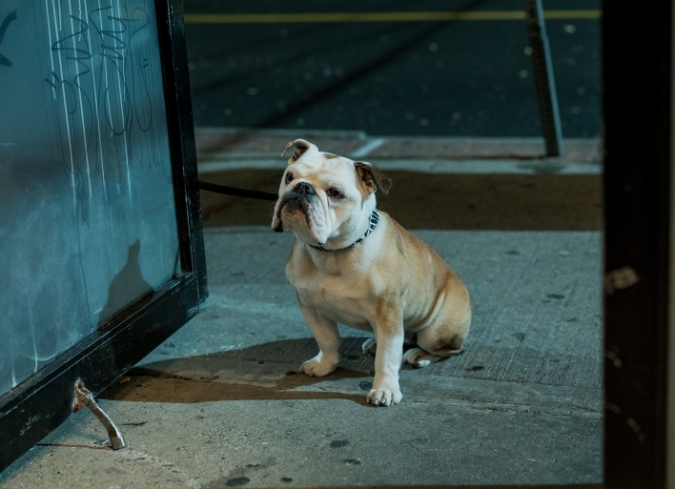 Fecha de estreno en M�xico: 27 de julio, 2017. Pel�cula dirigida por Jim Jarmusch, y protagonizada por Adam Driver.  - ENFILME.COM